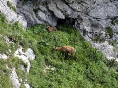Серна-кавказская_с-детёнышем